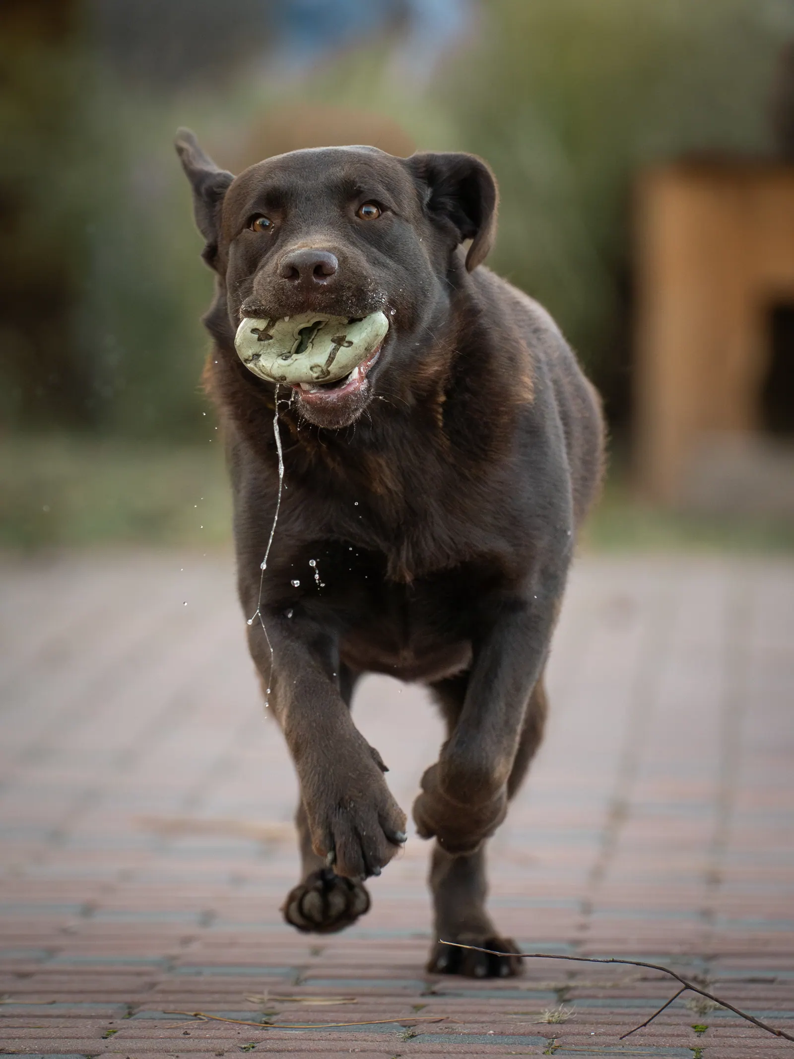 Kiskedvenc, labrador futás közben